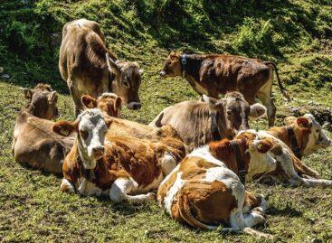 The spread of bluetongue has accelerated in the Netherlands