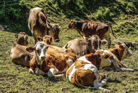 The spread of bluetongue has accelerated in the Netherlands