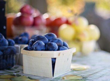 A balanced harvest is expected this year on domestic plum orchards