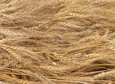 Good wheat harvest this year