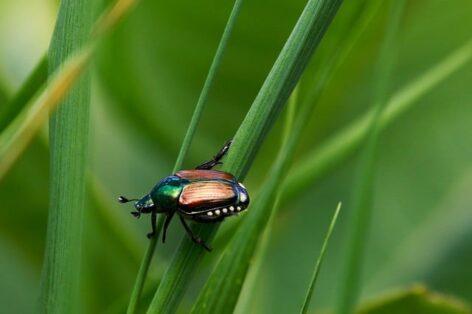 Hungary is also threatened by the appearance of the Japanese beetle, which is native to Asia, as a closed-end pest