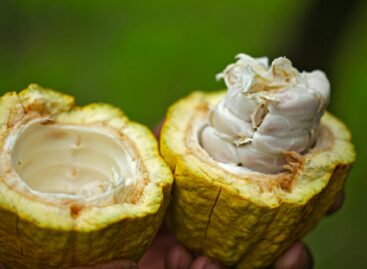 The more resistant cocoa plants of the future were born in the midst of the Israeli-Palestinian conflict