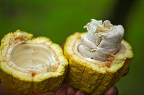 The more resistant cocoa plants of the future were born in the midst of the Israeli-Palestinian conflict