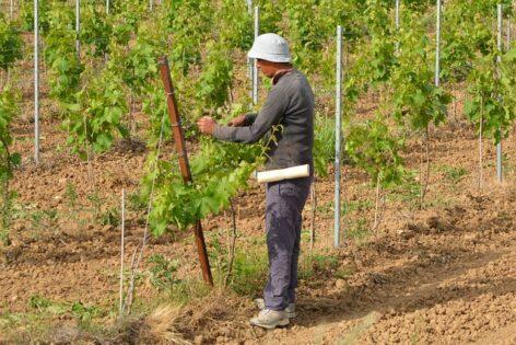 Változó szabályok az idénymunka és az alkalmi foglalkoztatás terén