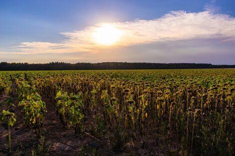 Agrometeorology: plants are suffering from drought, the heat is only slowly easing