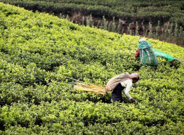 Lipton’s Kenyan tea estate sale challenged by indigenous group