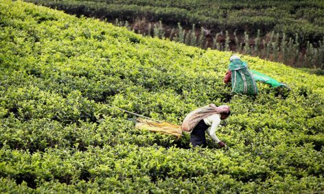 Lipton’s Kenyan tea estate sale challenged by indigenous group