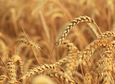 The price of edible wheat rose in Hungary at the end of July