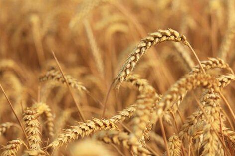 The price of edible wheat rose in Hungary at the end of July