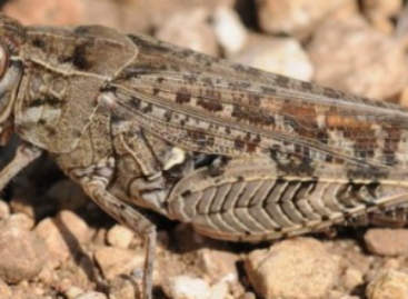 Italian locusts have multiplied in two southern counties