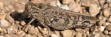 Italian locusts have multiplied in two southern counties