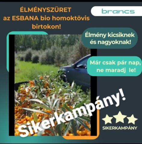 Have you ever been to a sea buckthorn harvest? Now you can!