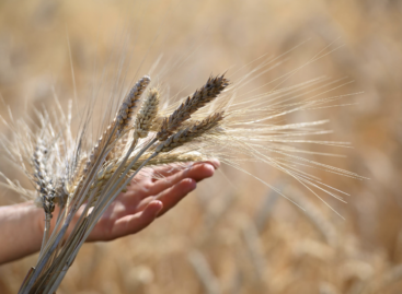 A FAO élelmiszerár indexe enyhén csökkent augusztusban