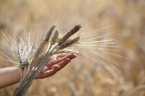 A FAO élelmiszerár indexe enyhén csökkent augusztusban