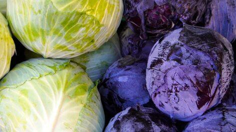 The price of red and head cabbage also increased