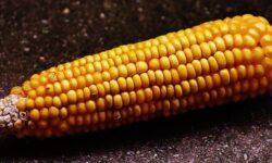 The domestic supply of corn is ensured, there is no need to import