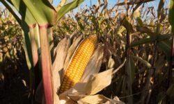 Extraordinary support for corn producers hit by drought