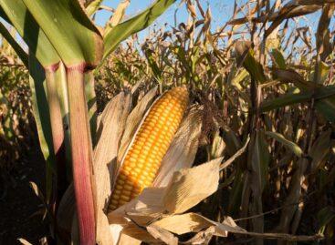 The corn and sunflower yield forecast has been changed