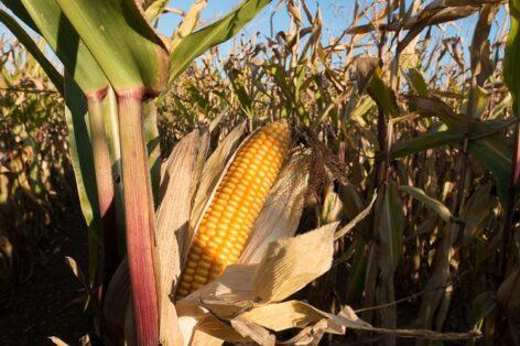 The corn and sunflower yield forecast has been changed