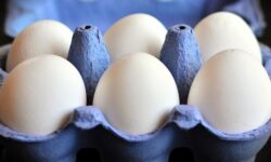 Dirty cages, global threats: millions of hens suffer worldwide