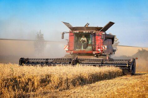 The price of fodder wheat was 14 percent higher than last year