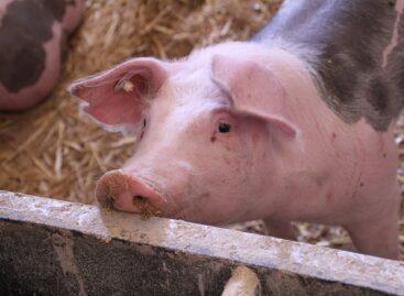 Exports of live pigs and pork also increased