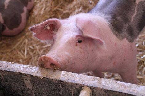 Declining profitability, increasing efficiency: challenges and opportunities in pig farming