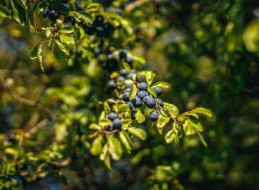 Sloe Sale at ALDI: this wild fruit has many advantages!