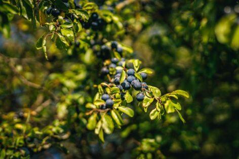 Sloe Sale at ALDI: this wild fruit has many advantages!