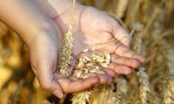 AM: megjelentek a referenciaárak, az átlaghozam adatok és a fajlagos költségmegtakarítási összegek a 2025. évi kárenyhítő juttatáshoz