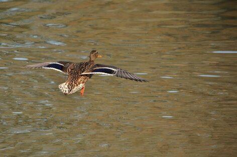 The bird flu virus has reappeared in wild birds