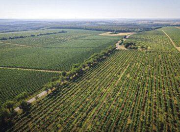 Törley Sparkling Wine Cellar: green innovation and sustainability