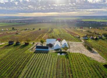 Not only the wine, but also the roof can be white: this is how this winery fights against warming