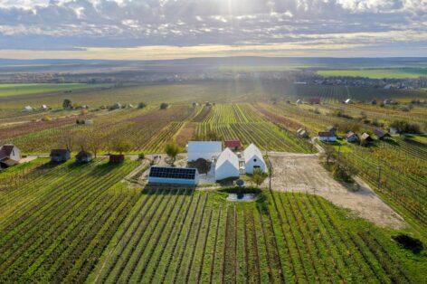 Not only the wine, but also the roof can be white: this is how this winery fights against warming