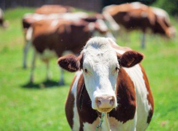 Áttörést ért el a DairyX a tejmentes kazein előállításával