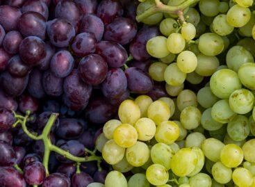 Table grapes can be one of the winners of climate change