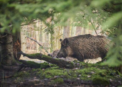 Discipline must not be relaxed in the fight against African swine fever