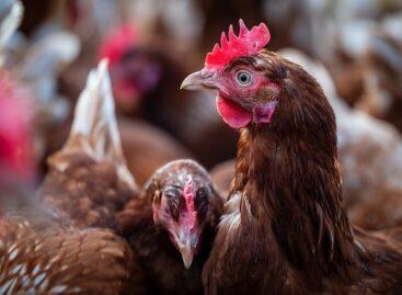 Producer prices for broiler chickens and broiler turkeys are also lower than last year