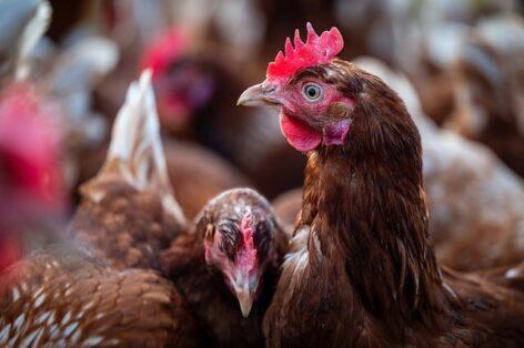 Producer prices for broiler chickens and broiler turkeys are also lower than last year