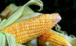 Hungarian sweet corn remains at the forefront of Europe