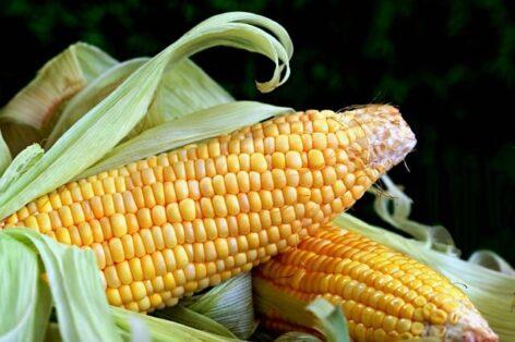 The producer price of fodder corn increased by nearly 40 percent