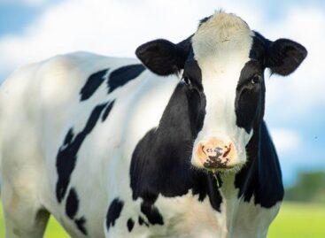 The producer price of slaughter heifers increased the most