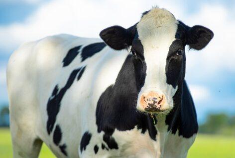 The producer price of slaughter heifers increased the most