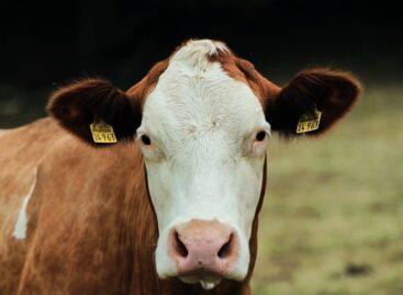 From the middle of October, it is necessary to pay for BSE tests of cattle