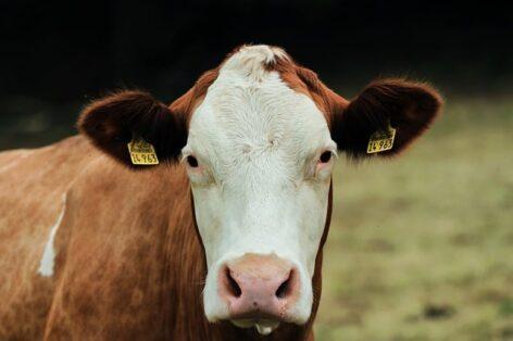 From the middle of October, it is necessary to pay for BSE tests of cattle