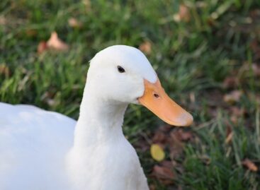 Bird flu has appeared in two new counties