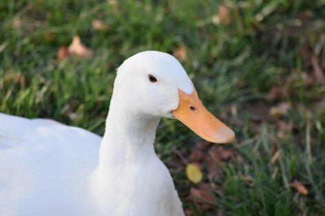 Bird flu has appeared in two new counties