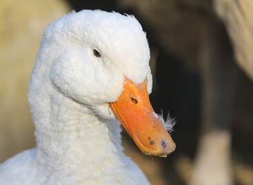 The bird flu virus was also detected in Csongrád-Csanád county