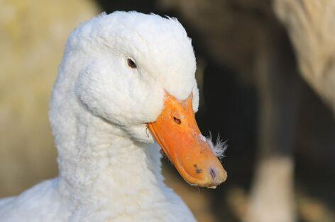 After the summer geese, bird flu also appeared in domestic poultry