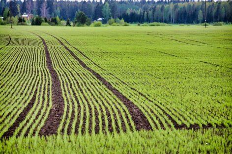 Agrometeorology: the soil is sufficiently moist, ideal for the development of rapeseed and autumn ears of corn